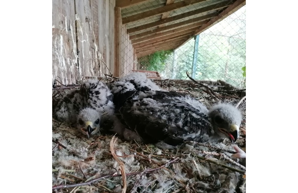 FOTO: Mláďatá myšiaka hôrneho v Národnej zoologickej záhrade v Bojniciach, foto 2