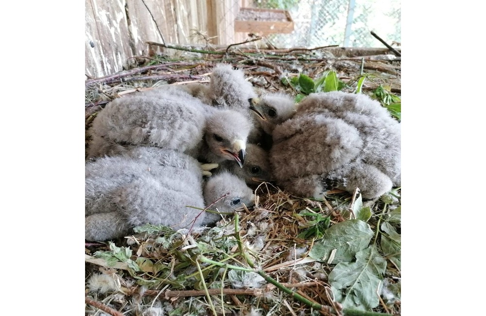 FOTO: Mláďatá myšiaka hôrneho v Národnej zoologickej záhrade v Bojniciach, foto 3