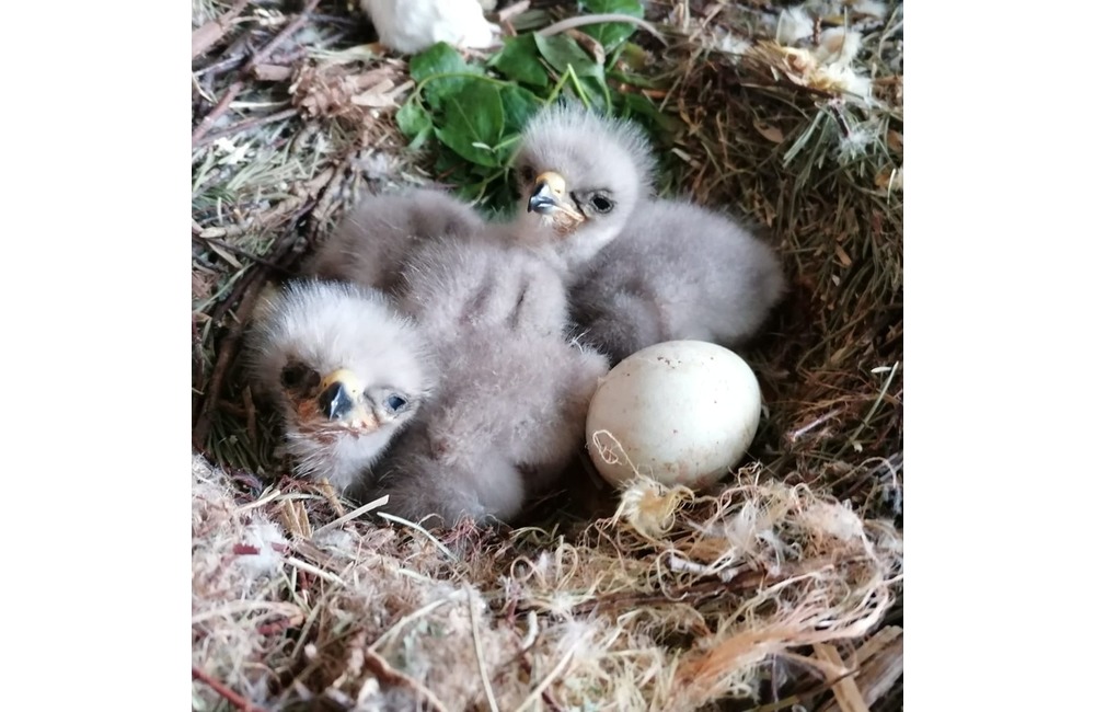 FOTO: Mláďatá myšiaka hôrneho v Národnej zoologickej záhrade v Bojniciach, foto 4