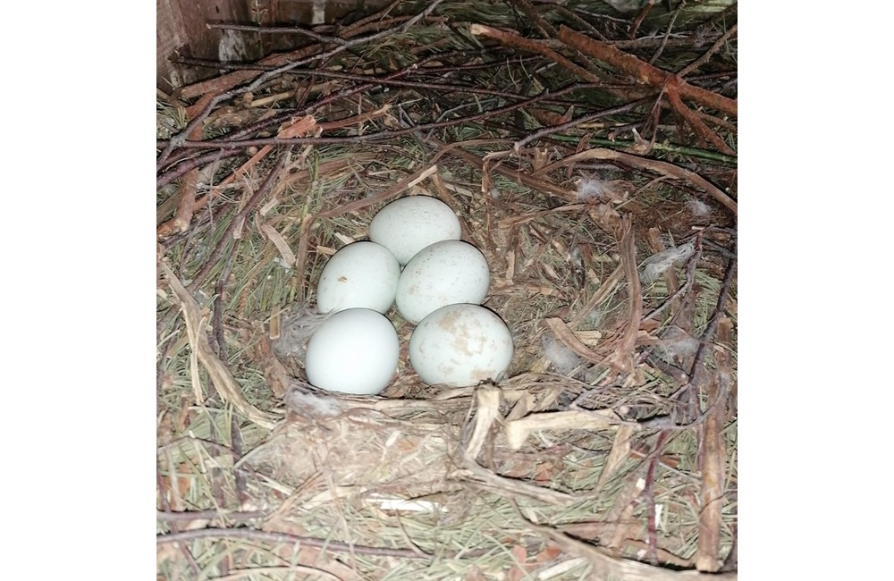 FOTO: Mláďatá myšiaka hôrneho v Národnej zoologickej záhrade v Bojniciach, foto 5