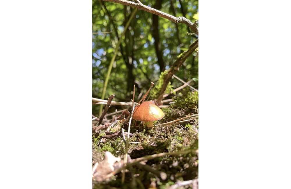 FOTO: Úlovky hubárov z Trenčianskeho kraja, foto 1