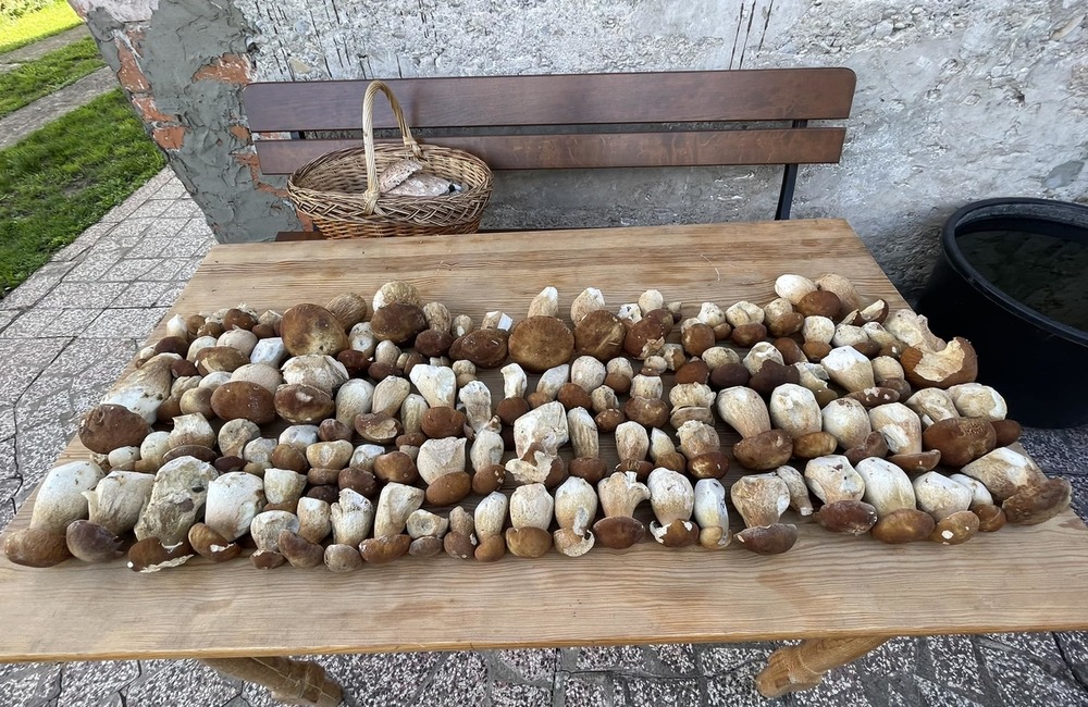 FOTO: Úlovky hubárov z Trenčianskeho kraja, foto 5