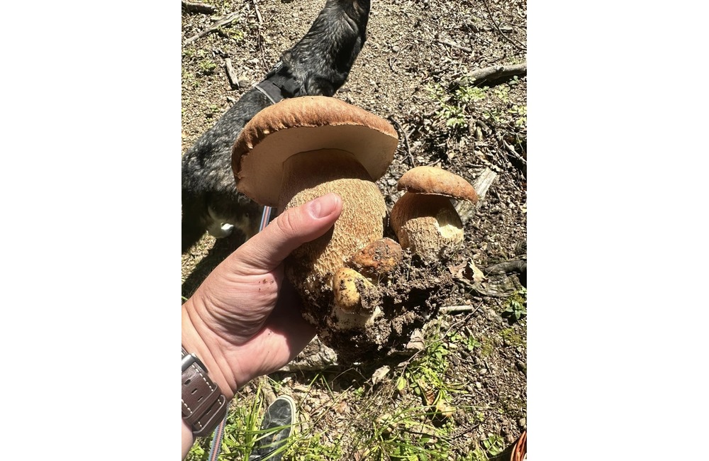 FOTO: Úlovky hubárov z Trenčianskeho kraja, foto 14