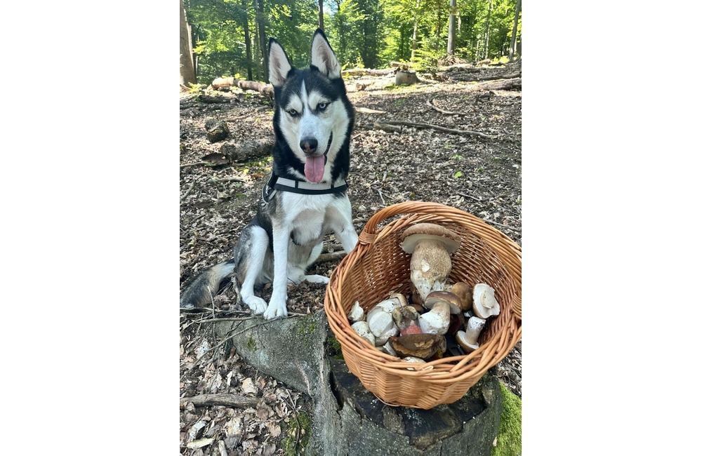 FOTO: Úlovky hubárov z Trenčianskeho kraja, foto 19