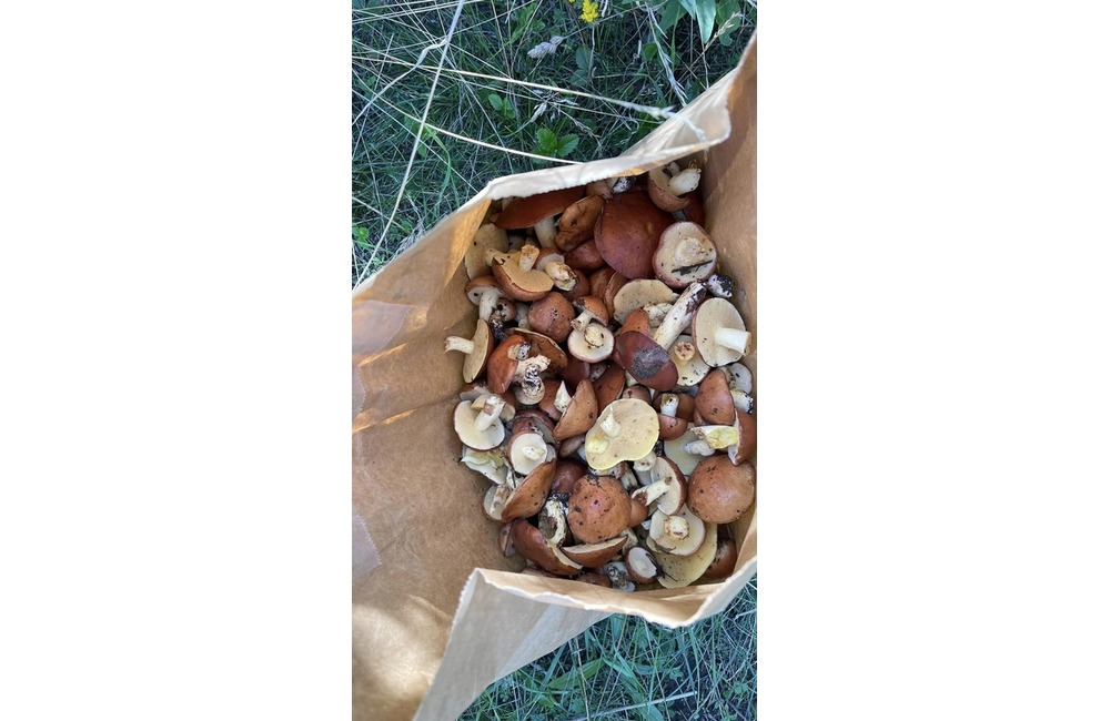 FOTO: Úlovky hubárov z Trenčianskeho kraja, foto 4