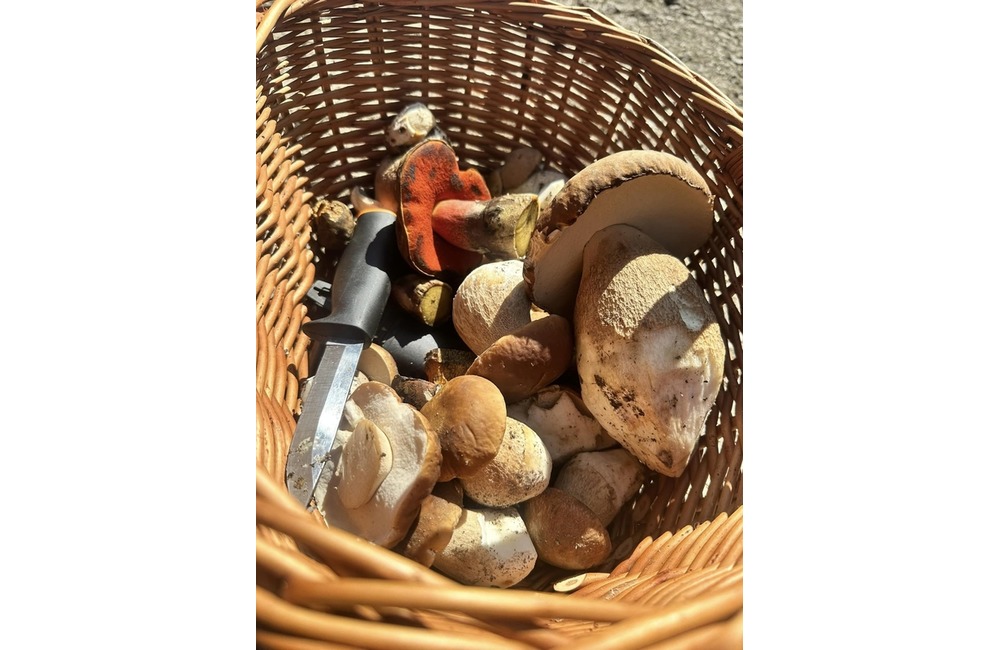 FOTO: Úlovky hubárov z Trenčianskeho kraja, foto 7