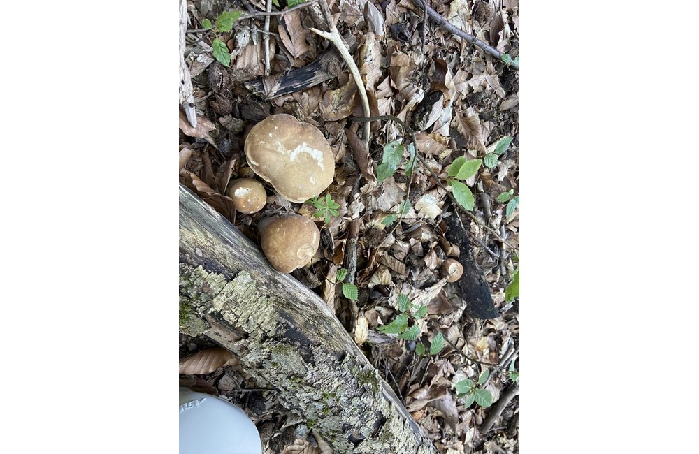 FOTO: Úlovky hubárov z Trenčianskeho kraja, foto 8