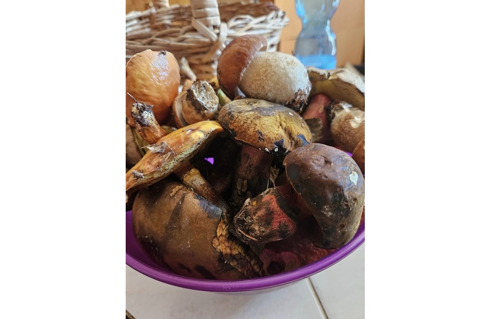 FOTO: Úlovky hubárov z Trenčianskeho kraja, foto 9