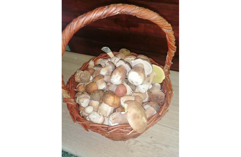 FOTO: Úlovky hubárov z Trenčianskeho kraja, foto 10