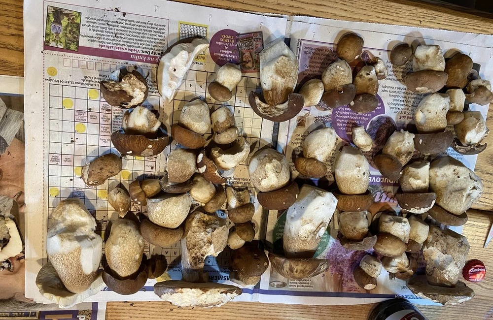 FOTO: Úlovky hubárov z Trenčianskeho kraja, foto 11