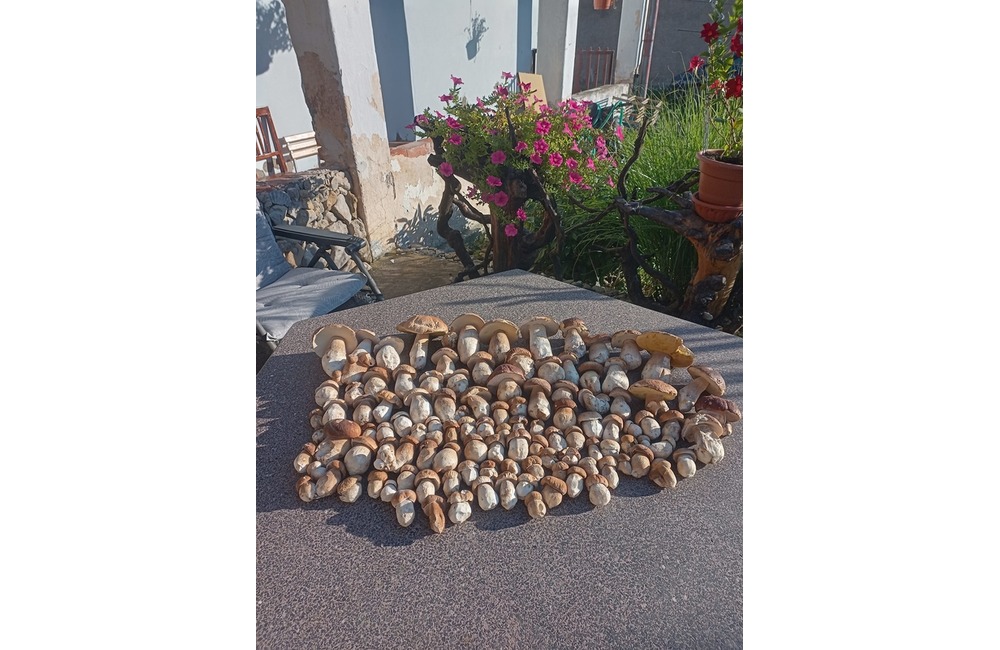 FOTO: Úlovky hubárov z Trenčianskeho kraja, foto 2