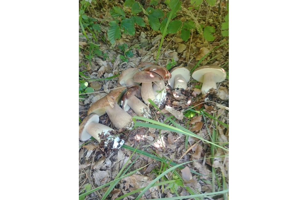 FOTO: Úlovky hubárov z Trenčianskeho kraja, foto 12