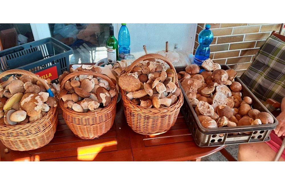 FOTO: Úlovky hubárov z Trenčianskeho kraja, foto 13