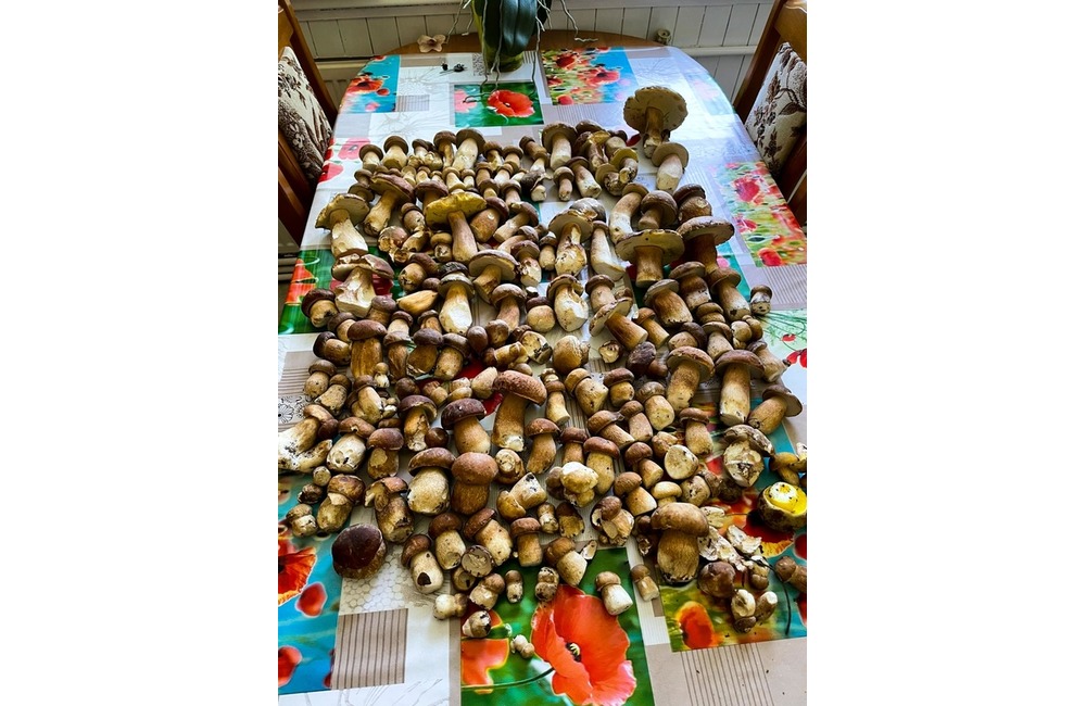 FOTO: Úlovky hubárov z Trenčianskeho kraja, foto 15