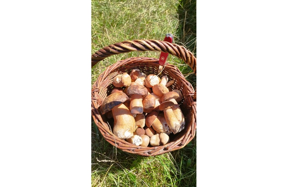 FOTO: Úlovky hubárov z Trenčianskeho kraja, foto 16