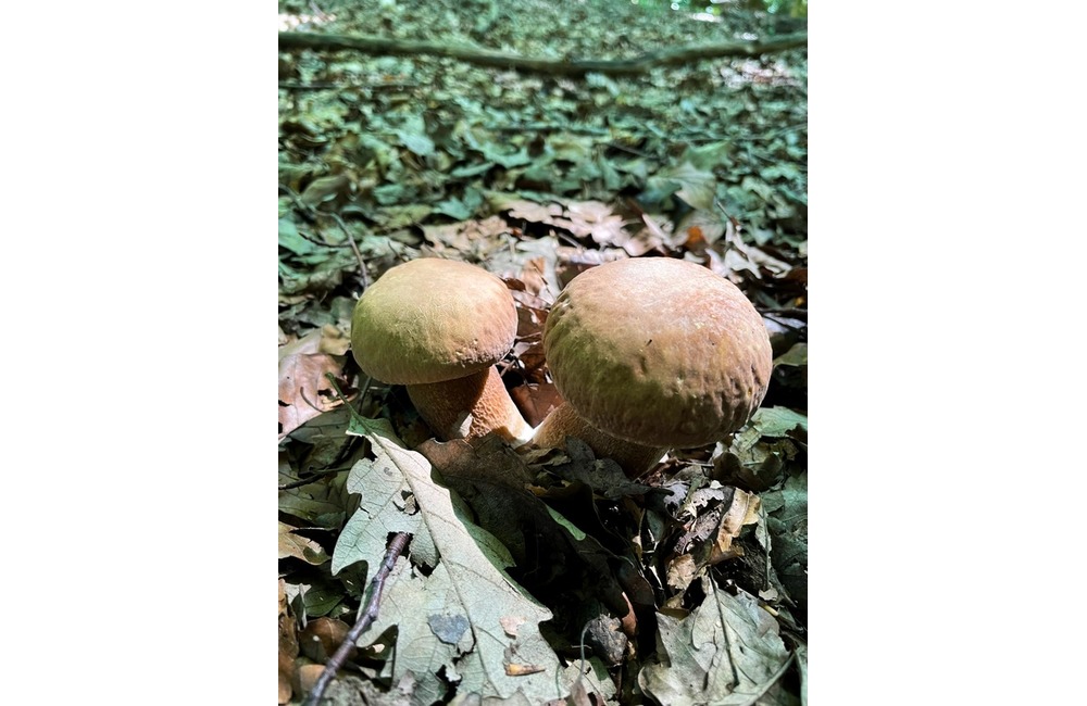 FOTO: Úlovky hubárov z Trenčianskeho kraja, foto 17