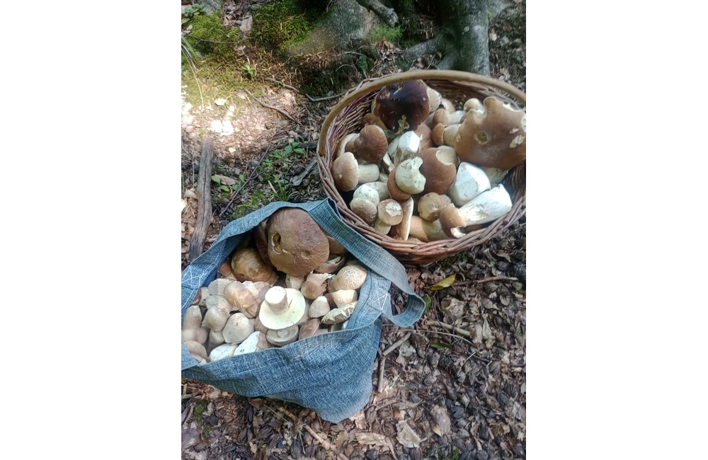 FOTO: Úlovky hubárov z Trenčianskeho kraja, foto 6