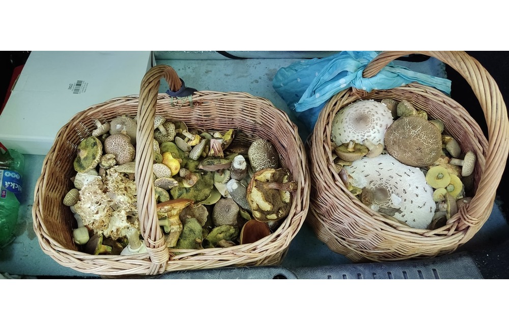 FOTO: Úlovky hubárov z Trenčianskeho kraja, foto 18