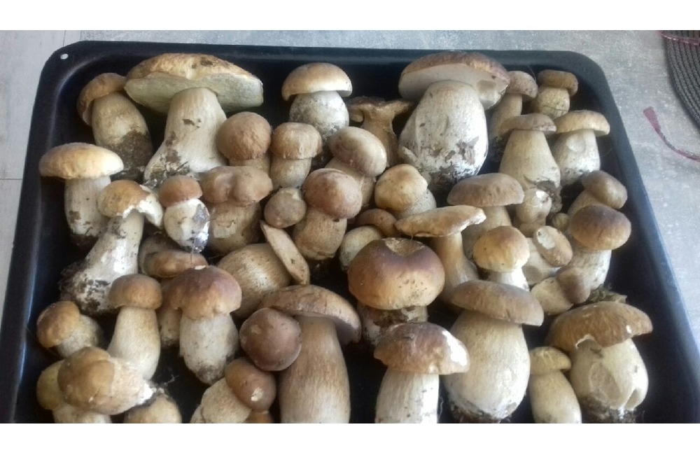 FOTO: Úlovky hubárov z Trenčianskeho kraja, foto 20