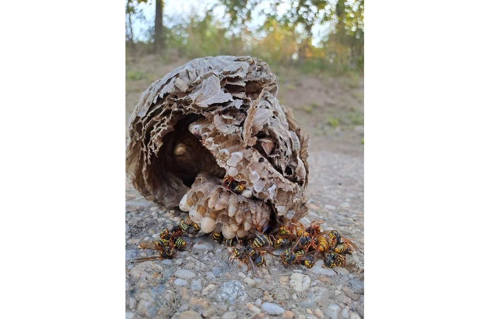FOTO: Do bytovky v hornonitrianskej obci sa nasťahovali neželaní nájomníci. Privolali na nich miestnych hasičov, foto 2