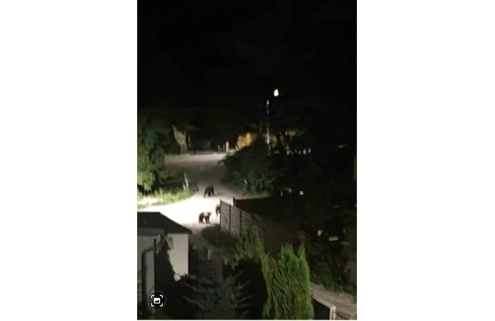 FOTO: Podľa týchto fotografíí sa situácia v hornonitrianskej obci vyostruje. Medvede nazerajú ľuďom do okien, foto 1