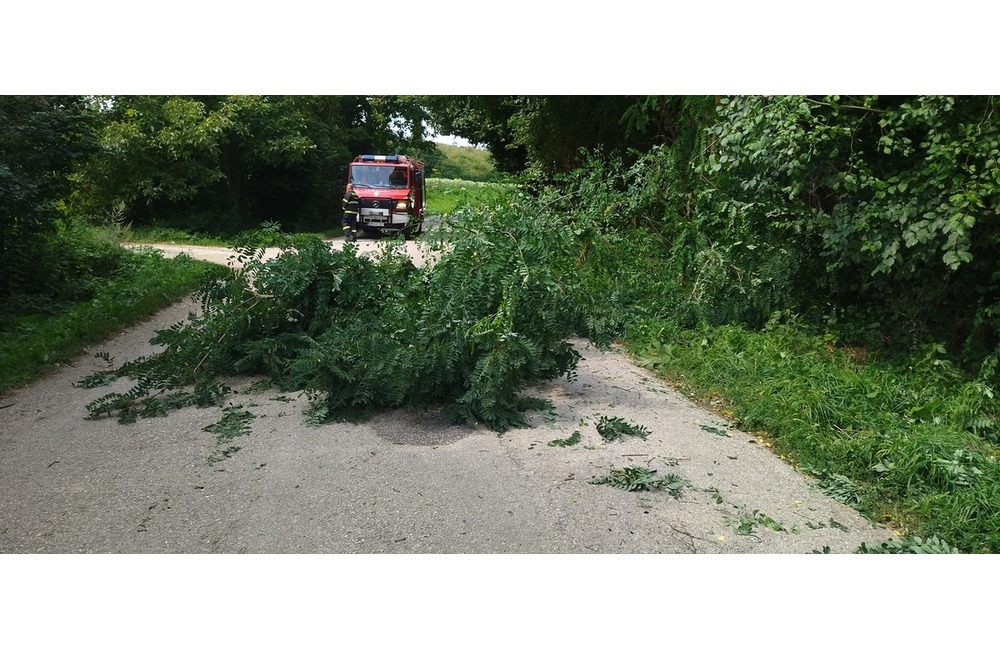 FOTO: Popadané stromy v okrese Myjava a Nové Mesto nad Váhom, foto 2