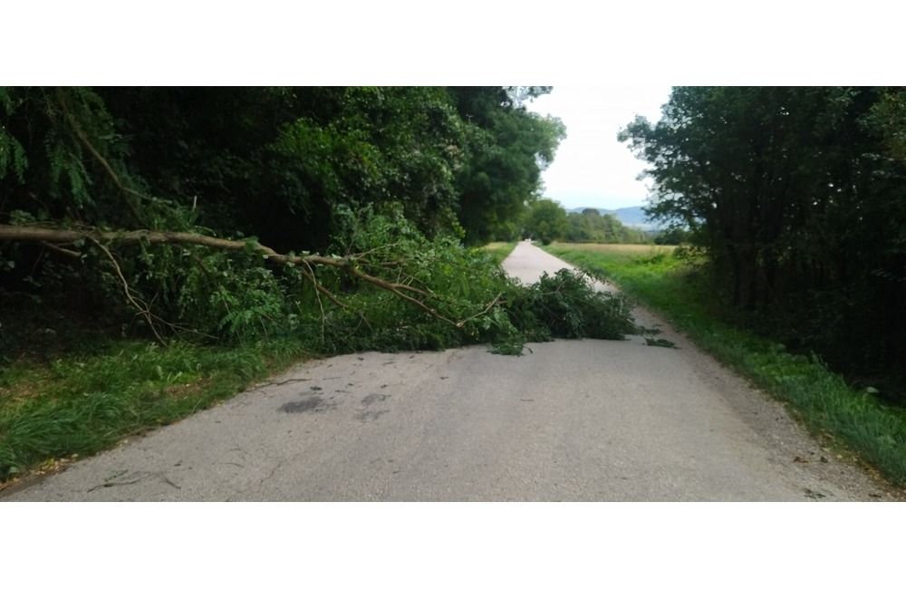 FOTO: Popadané stromy v okrese Myjava a Nové Mesto nad Váhom, foto 3