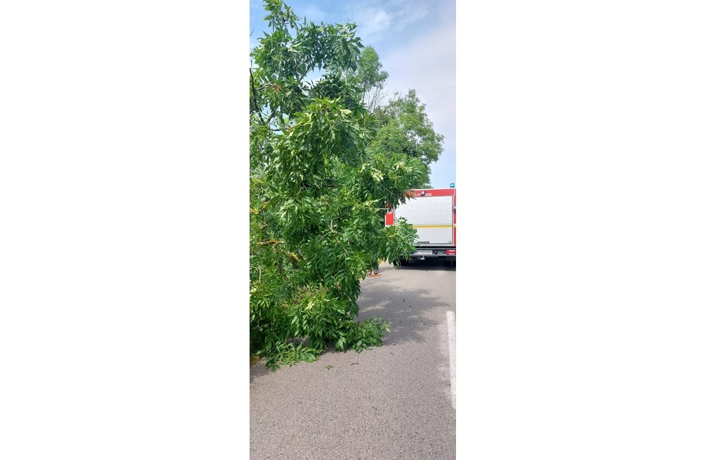 FOTO: Popadané stromy v okrese Myjava a Nové Mesto nad Váhom, foto 6