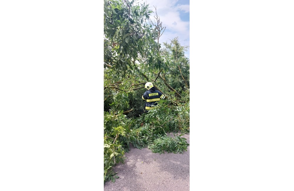 FOTO: Popadané stromy v okrese Myjava a Nové Mesto nad Váhom, foto 5