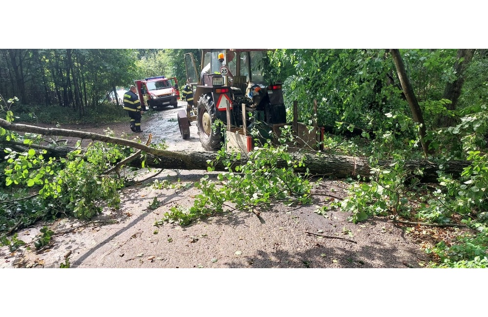 FOTO: Popadané stromy v okrese Myjava a Nové Mesto nad Váhom, foto 7