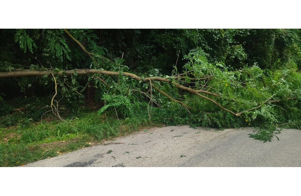 FOTO: Popadané stromy v okrese Myjava a Nové Mesto nad Váhom, foto 8
