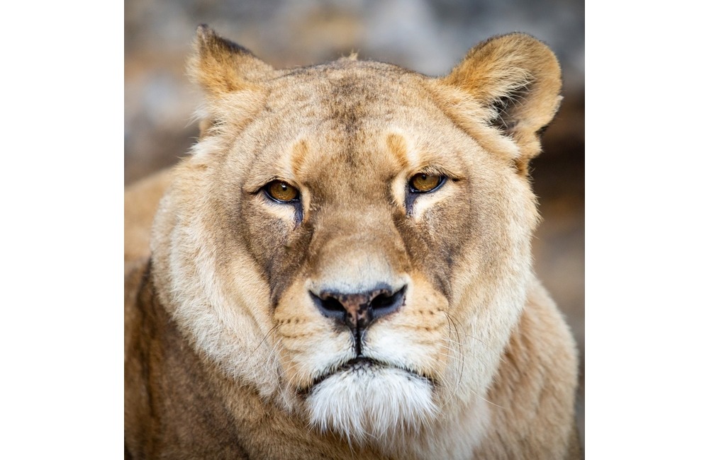 Najstaršiu slovenskú zoologickú záhradu navštívil po prvýkrát známy herec, foto 2