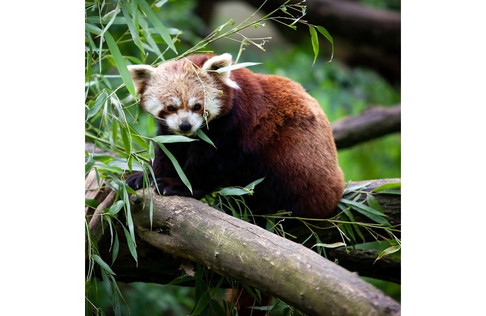 Najstaršiu slovenskú zoologickú záhradu navštívil po prvýkrát známy herec, foto 3