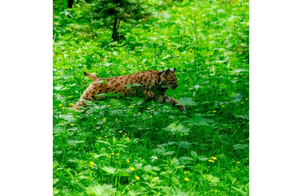 Najstaršiu slovenskú zoologickú záhradu navštívil po prvýkrát známy herec, foto 6