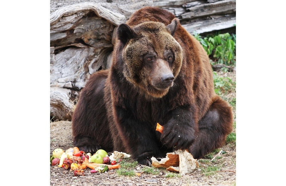 Najstaršiu slovenskú zoologickú záhradu navštívil po prvýkrát známy herec, foto 7