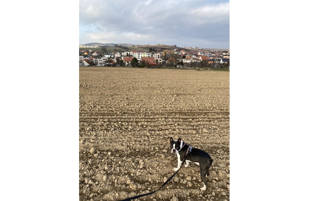 FOTO: Veľká pátracia akcia pri Trenčíne. Po šiestich dňoch sa stal doslova zázrak, foto 4