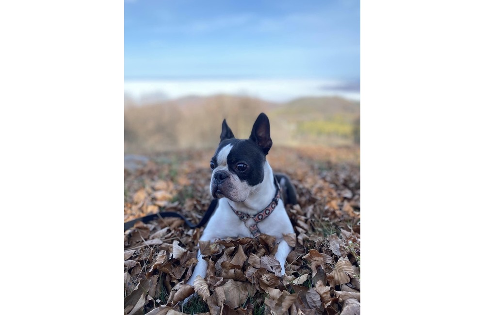 FOTO: Veľká pátracia akcia pri Trenčíne. Po šiestich dňoch sa stal doslova zázrak, foto 7