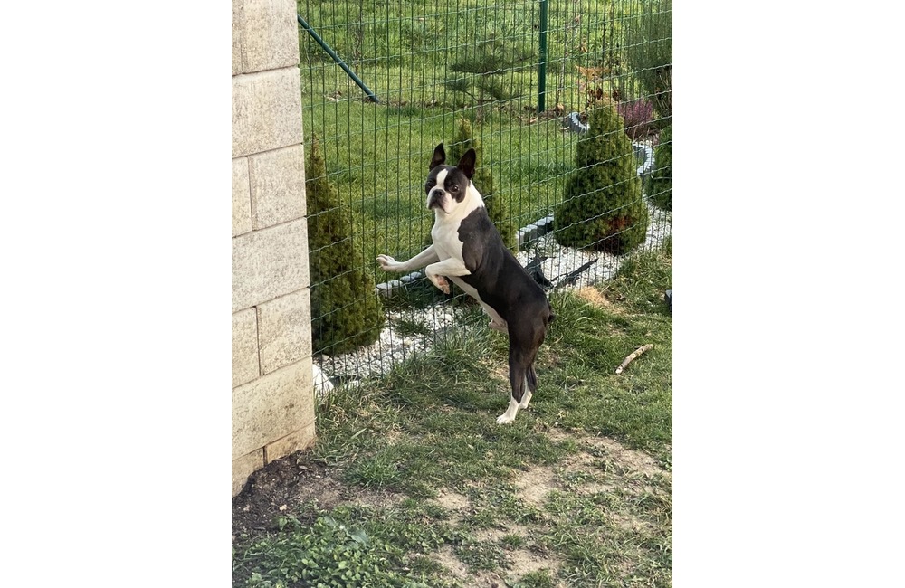 FOTO: Veľká pátracia akcia pri Trenčíne. Po šiestich dňoch sa stal doslova zázrak, foto 8