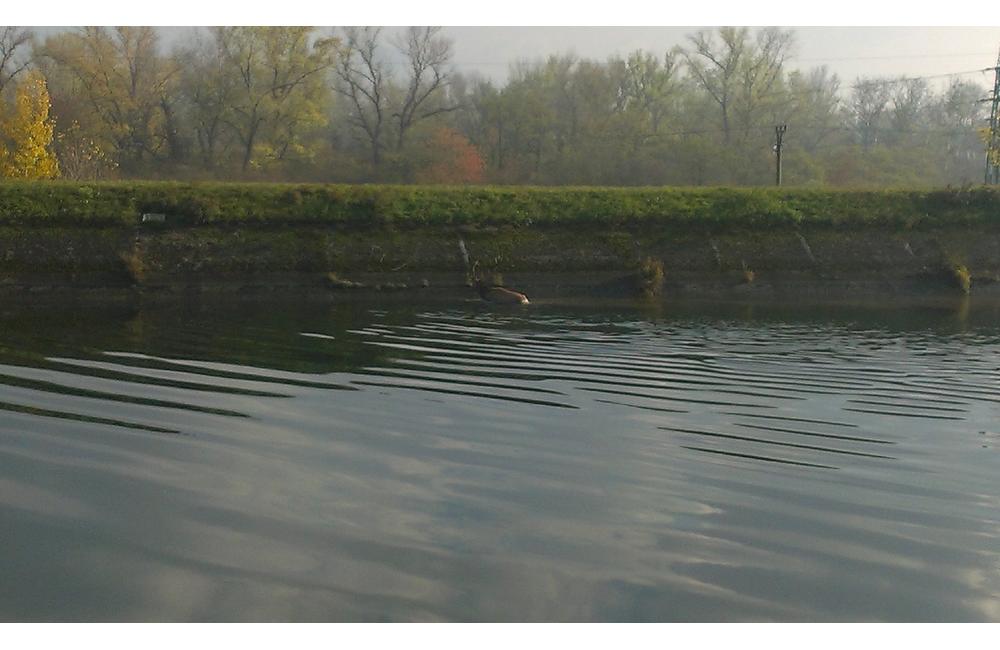 FOTO: Hasiči ratovali  jeleňa uviaznutého v derivačnom kanáli rieky Váh, foto 1