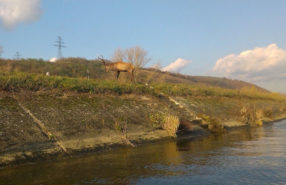 FOTO: Hasiči ratovali  jeleňa uviaznutého v derivačnom kanáli rieky Váh, foto 4