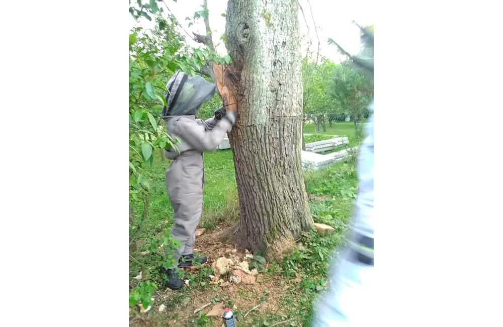 FOTO: Sršne a osy zamestnávajú dobrovoľných hasičov. S odstraňovaním hniezd bodavého hmyzu majú plné ruky práce, foto 1