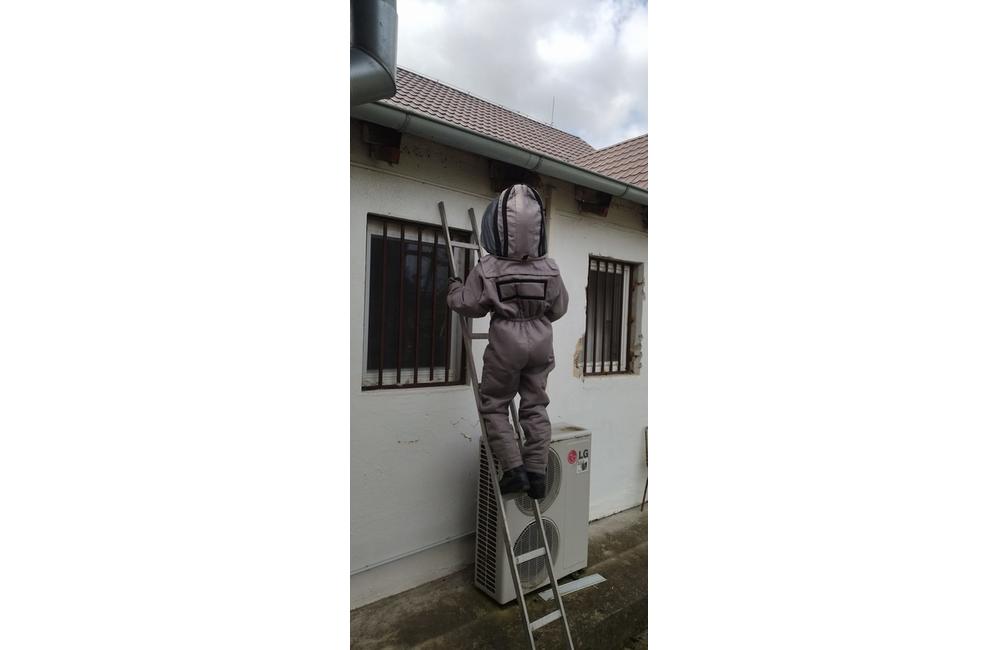 FOTO: Sršne a osy zamestnávajú dobrovoľných hasičov. S odstraňovaním hniezd bodavého hmyzu majú plné ruky práce, foto 3