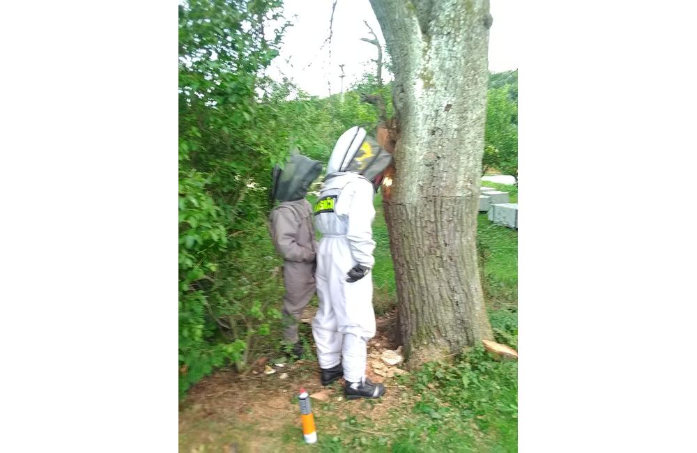 FOTO: Sršne a osy zamestnávajú dobrovoľných hasičov. S odstraňovaním hniezd bodavého hmyzu majú plné ruky práce, foto 5