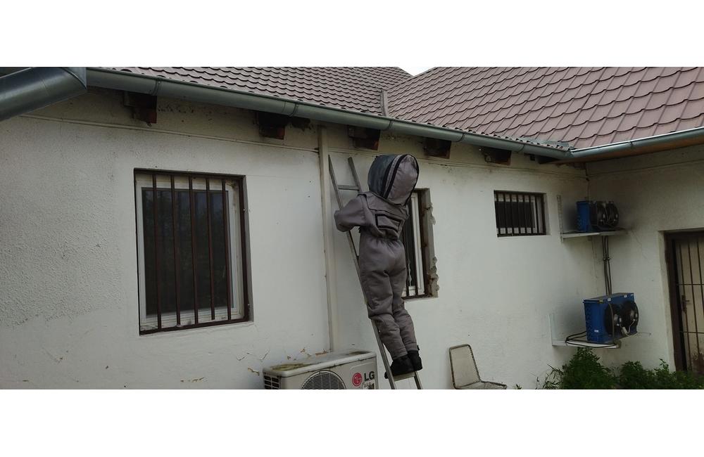 FOTO: Sršne a osy zamestnávajú dobrovoľných hasičov. S odstraňovaním hniezd bodavého hmyzu majú plné ruky práce, foto 6