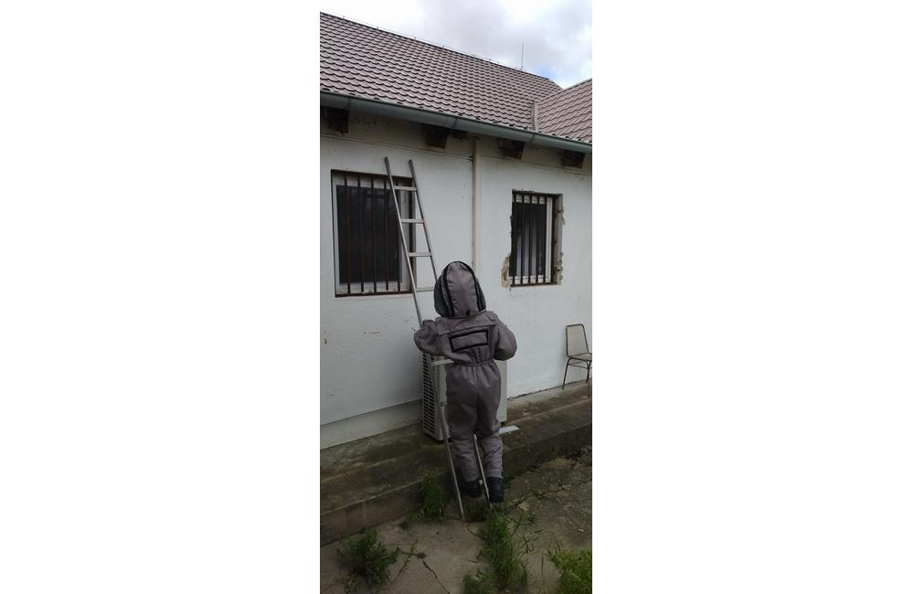 FOTO: Sršne a osy zamestnávajú dobrovoľných hasičov. S odstraňovaním hniezd bodavého hmyzu majú plné ruky práce, foto 7