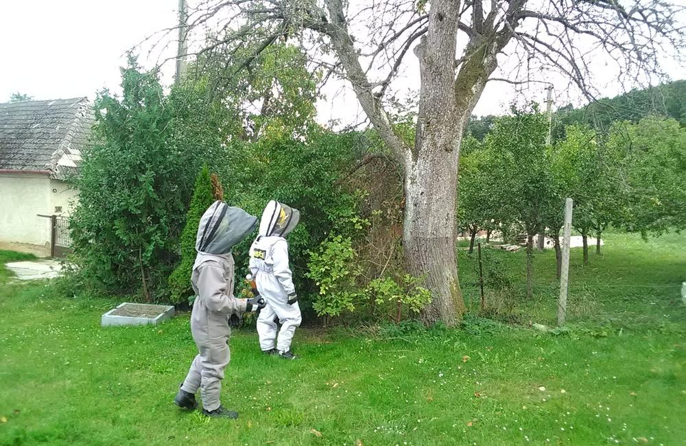 FOTO: Sršne a osy zamestnávajú dobrovoľných hasičov. S odstraňovaním hniezd bodavého hmyzu majú plné ruky práce, foto 8