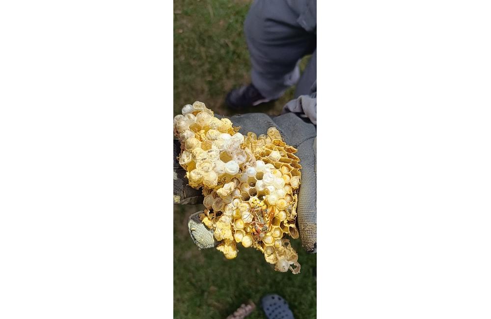 FOTO: Sršne a osy zamestnávajú dobrovoľných hasičov. S odstraňovaním hniezd bodavého hmyzu majú plné ruky práce, foto 12
