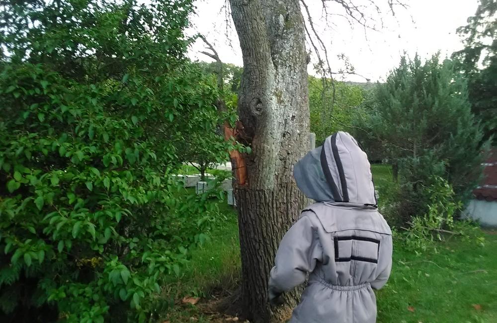 FOTO: Sršne a osy zamestnávajú dobrovoľných hasičov. S odstraňovaním hniezd bodavého hmyzu majú plné ruky práce, foto 9