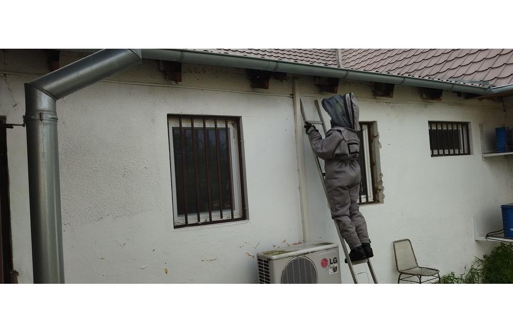FOTO: Sršne a osy zamestnávajú dobrovoľných hasičov. S odstraňovaním hniezd bodavého hmyzu majú plné ruky práce, foto 10