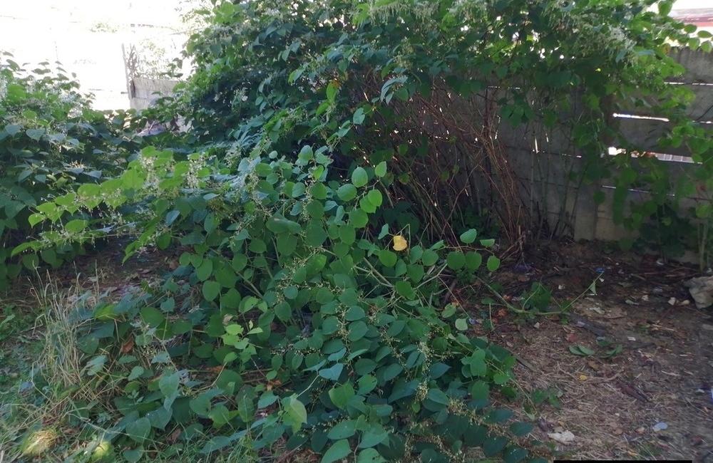 FOTO: V Trenčíne si povedali dosť! Neporiadok z parku musel zmiznúť, foto 1